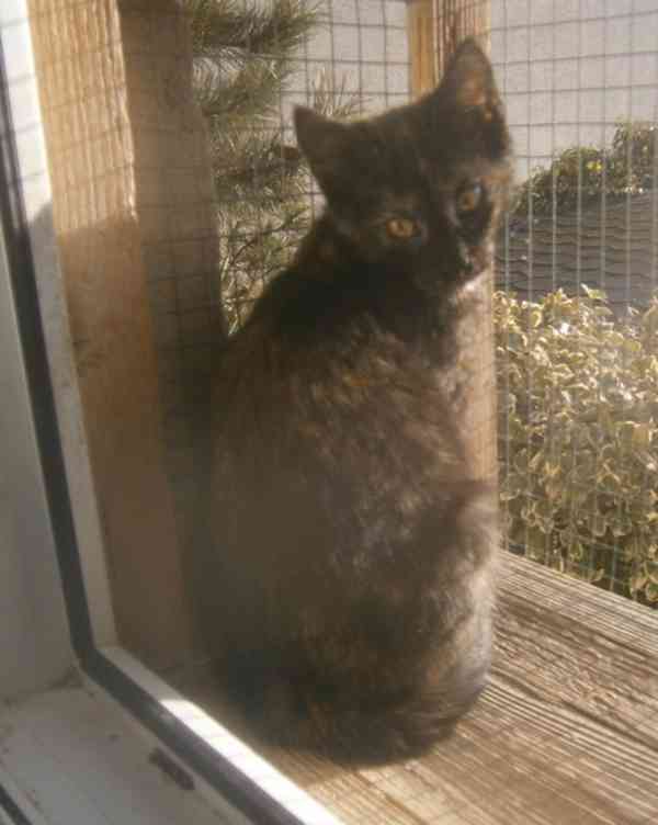 Milá, hravá 3,5měsíční želvovinová Esterka  - foto 3