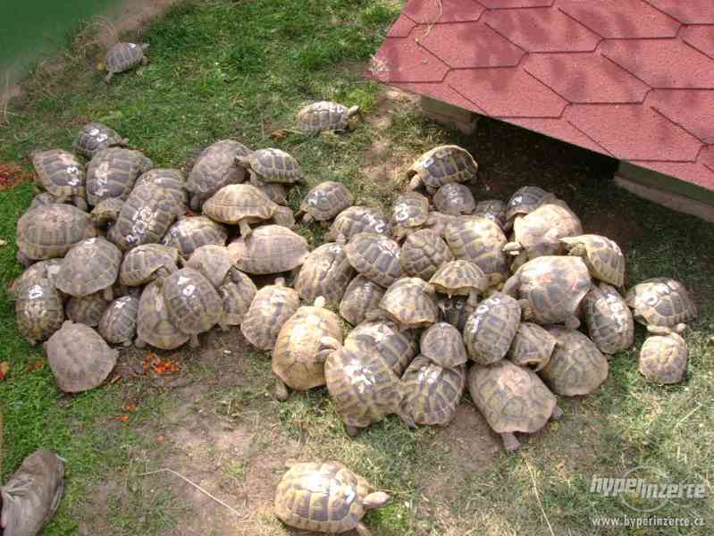 Suchozemské želvy - prodám zelenavá, vroubená + terária - foto 1