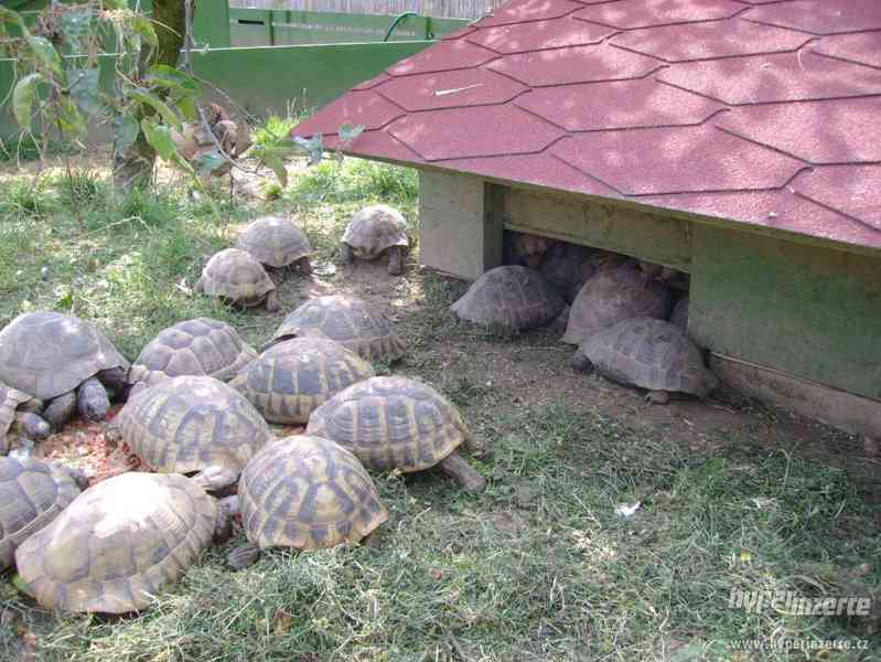 Suchozemské želvy - prodám zelenavá, vroubená + terária - foto 2