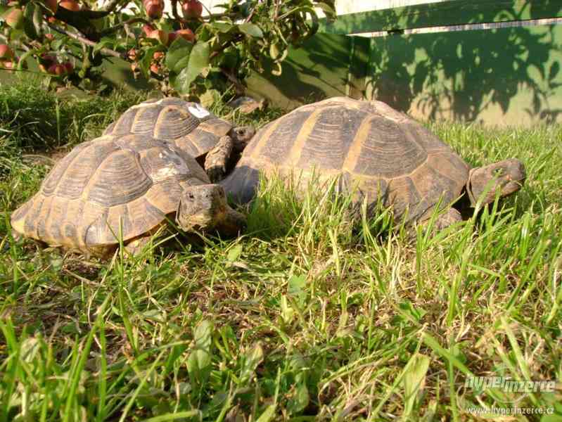 Suchozemské želvy - prodám zelenavá, vroubená + terária - foto 4