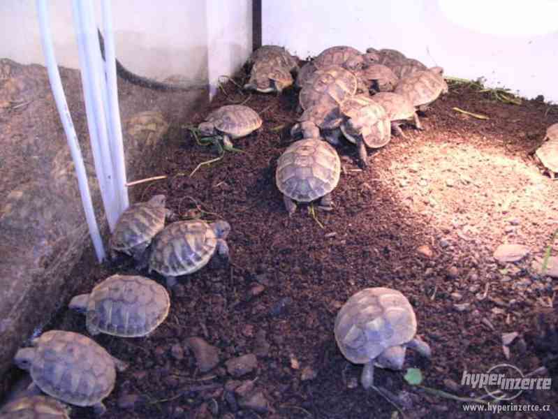Suchozemské želvy - prodám zelenavá, vroubená + terária - foto 8