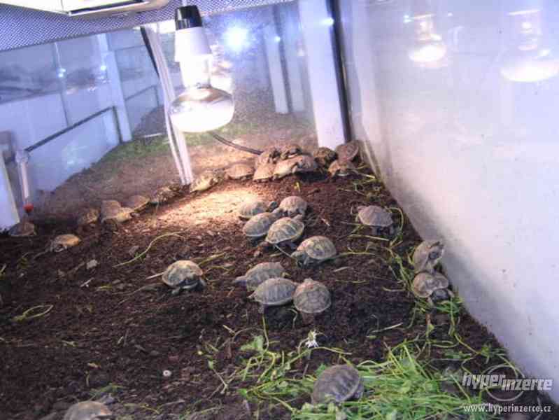 Suchozemské želvy - prodám zelenavá, vroubená + terária - foto 9