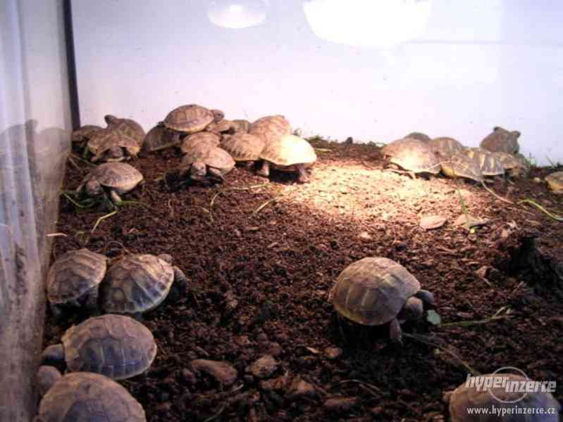 Suchozemské želvy - prodám zelenavá, vroubená + terária - foto 10
