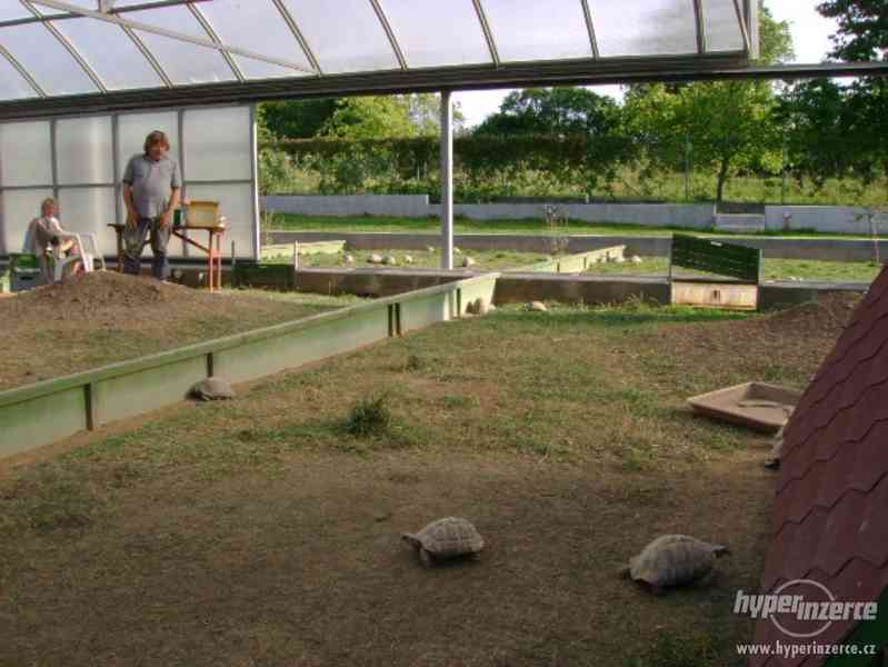 Suchozemské želvy - prodám zelenavá, vroubená + terária - foto 15