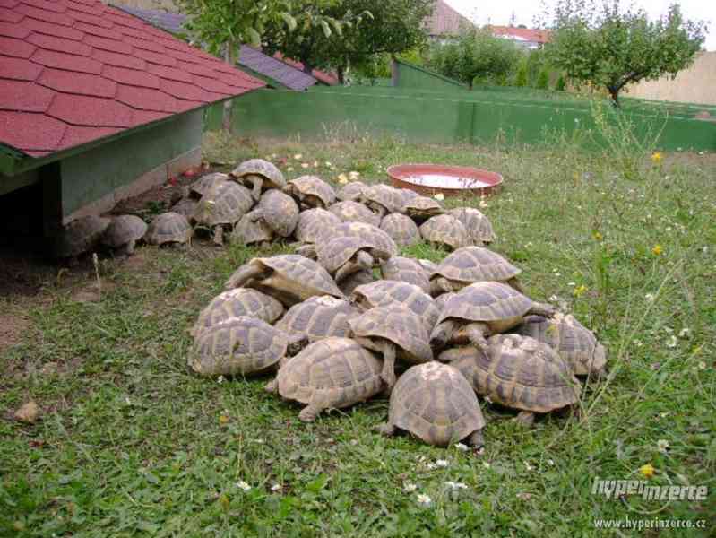 Suchozemské želvy - prodám zelenavá, vroubená + terária - foto 16