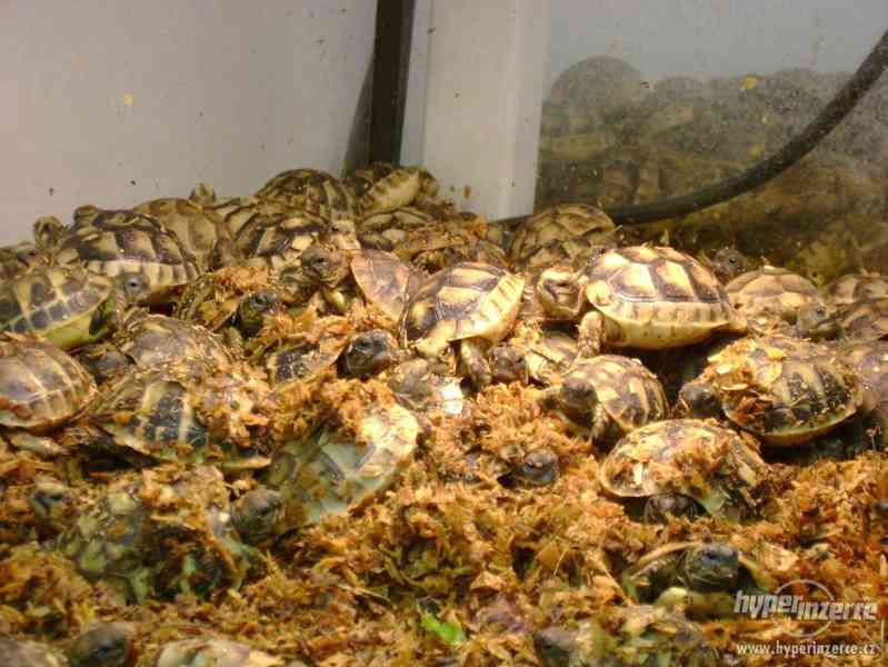 Suchozemské želvy - prodám zelenavá, vroubená + terária - foto 17