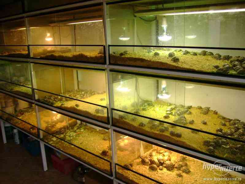 Suchozemské želvy - prodám zelenavá, vroubená + terária - foto 18