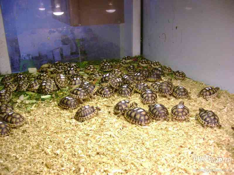Suchozemské želvy - prodám zelenavá, vroubená + terária - foto 19
