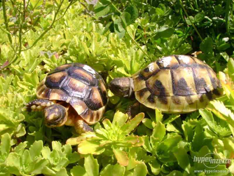 Suchozemské želvy - prodám zelenavá, vroubená + terária - foto 22