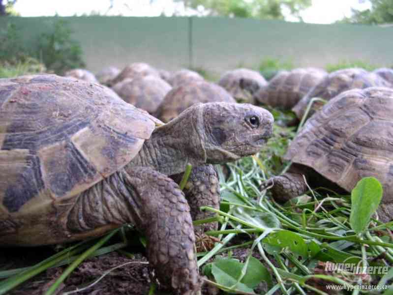 Suchozemské želvy - prodám zelenavá, vroubená + terária - foto 24