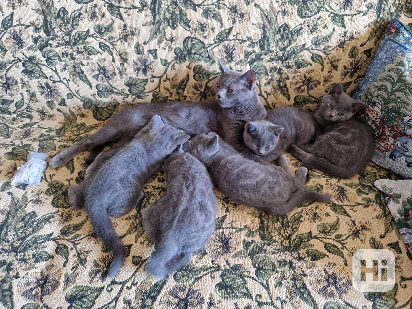 Britská koťátka - foto 1