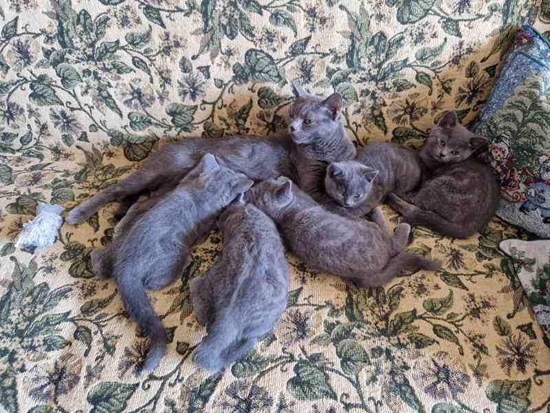 Britská koťátka - foto 1