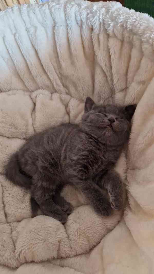 Britská koťátka - foto 17