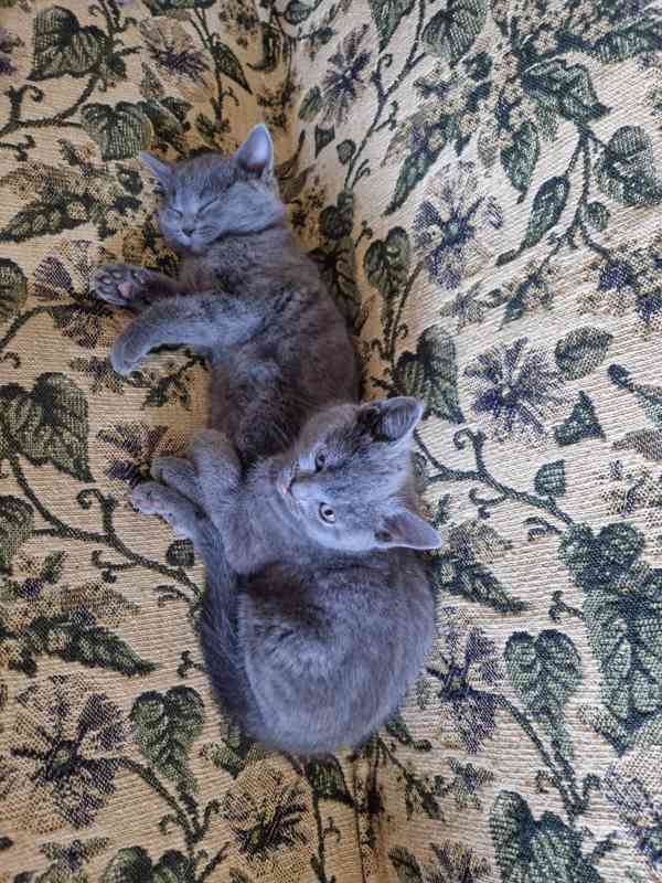 Britská koťátka - foto 2