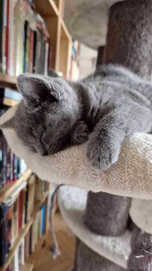 Britská koťátka - foto 16