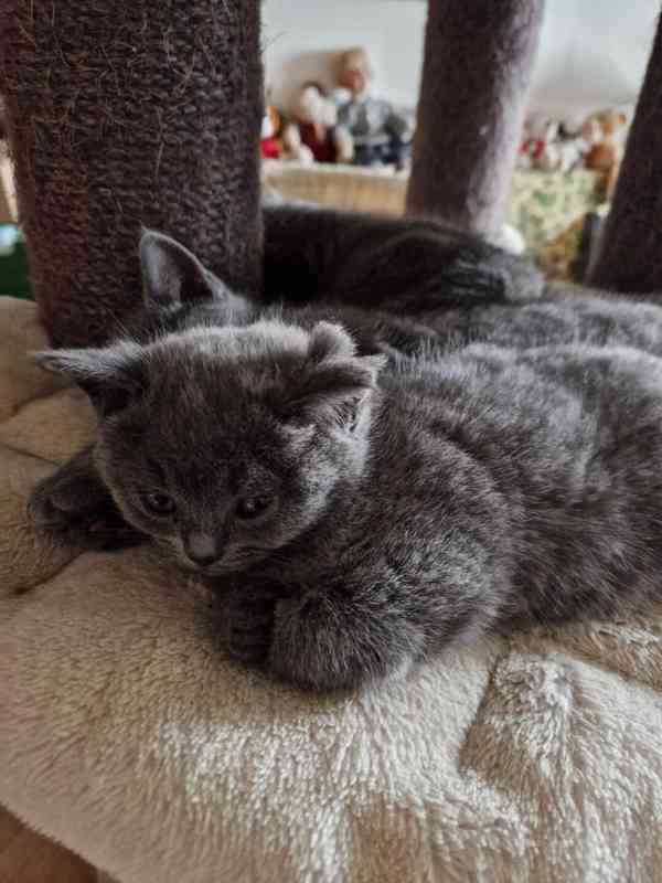 Britská koťátka - foto 5