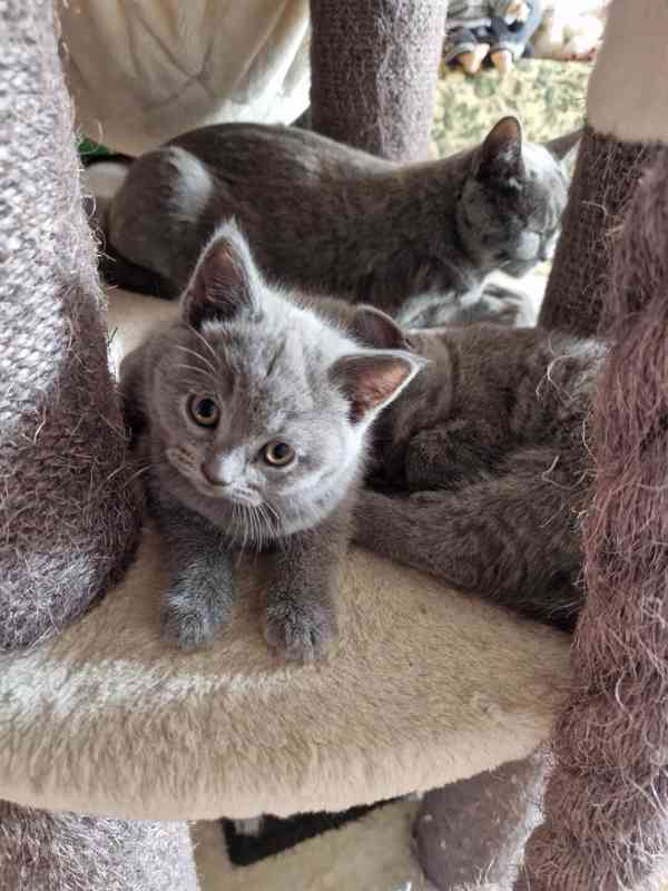 Britská koťátka - foto 11