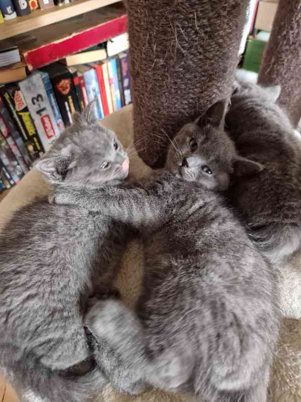 Britská koťátka - foto 7