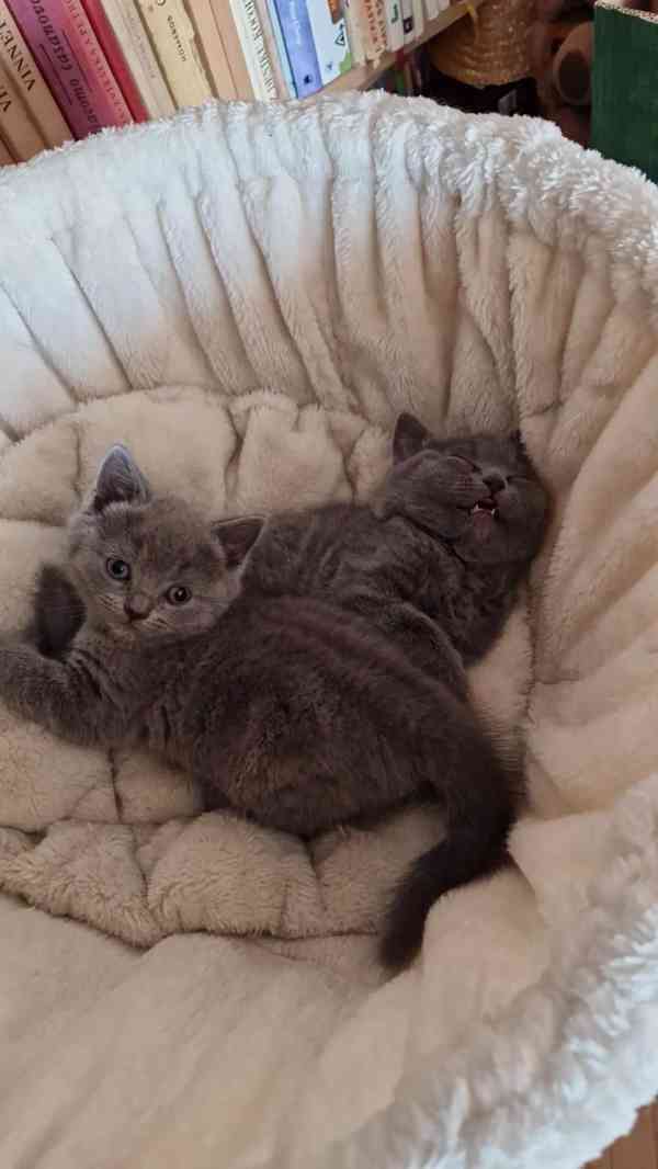 Britská koťátka - foto 15