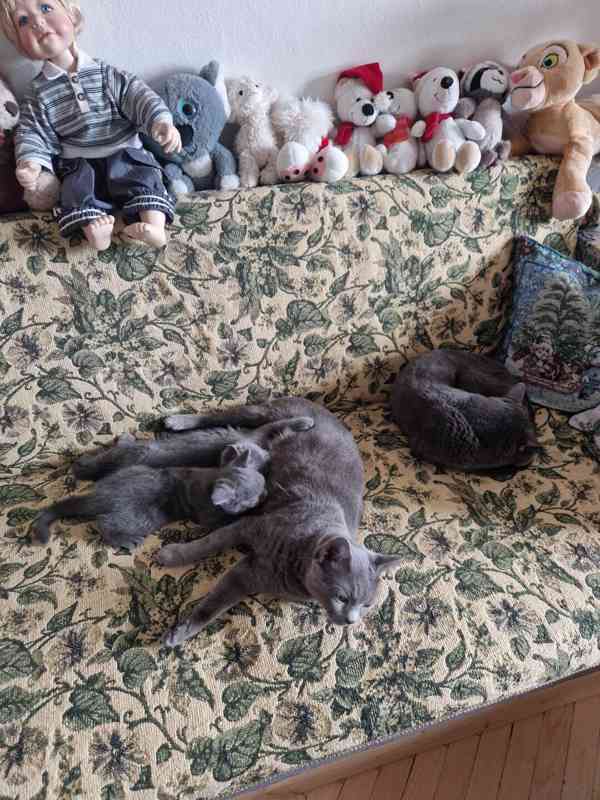 Britská koťátka - foto 8