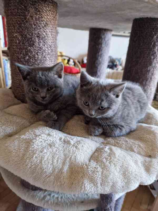 Britská koťátka - foto 3