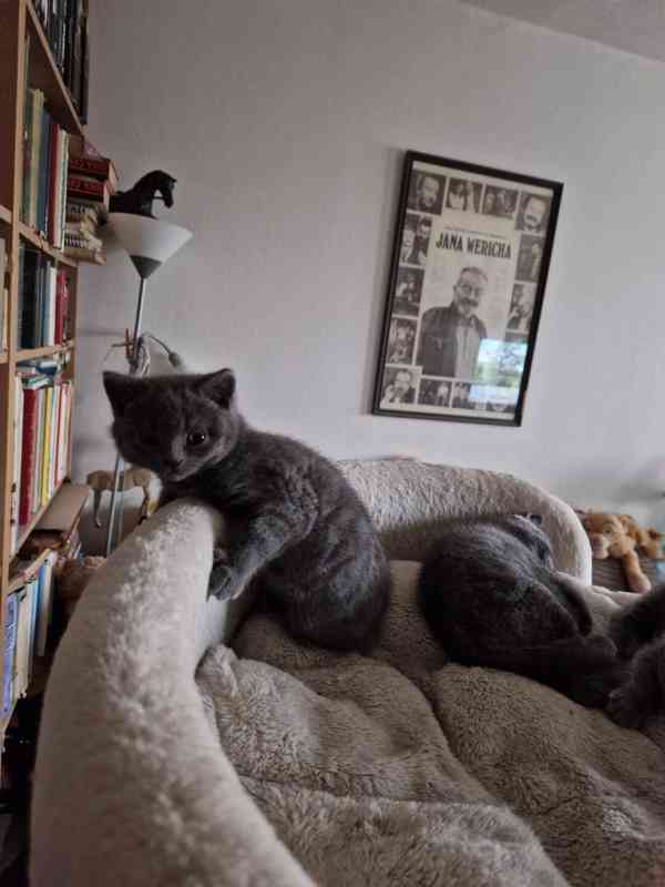 Britská koťátka - foto 14