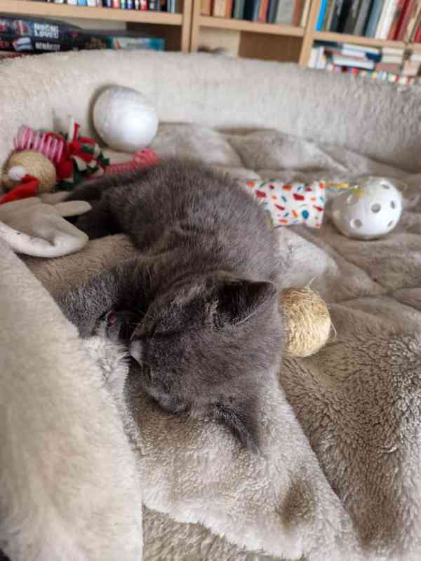 Britská koťátka - foto 6