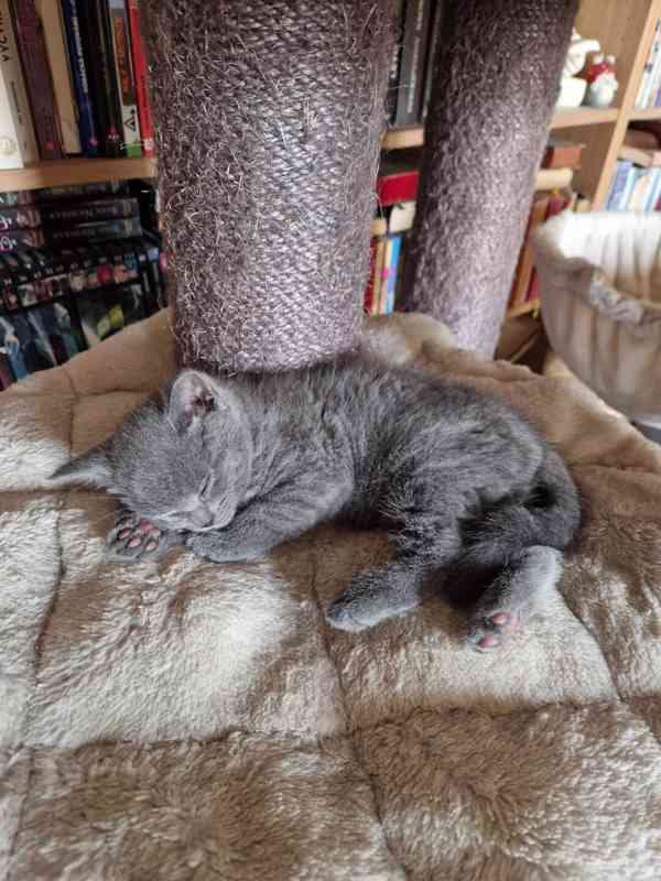 Britská koťátka - foto 19