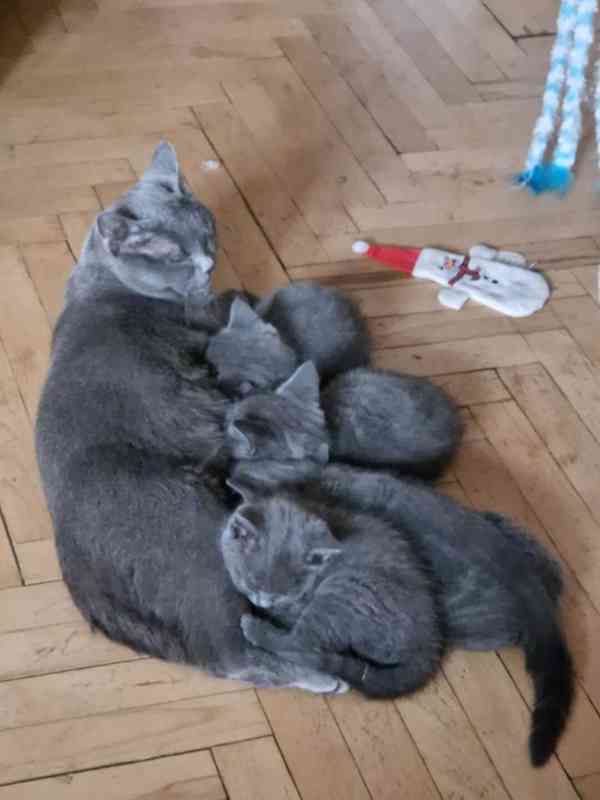 Britská koťátka - foto 12