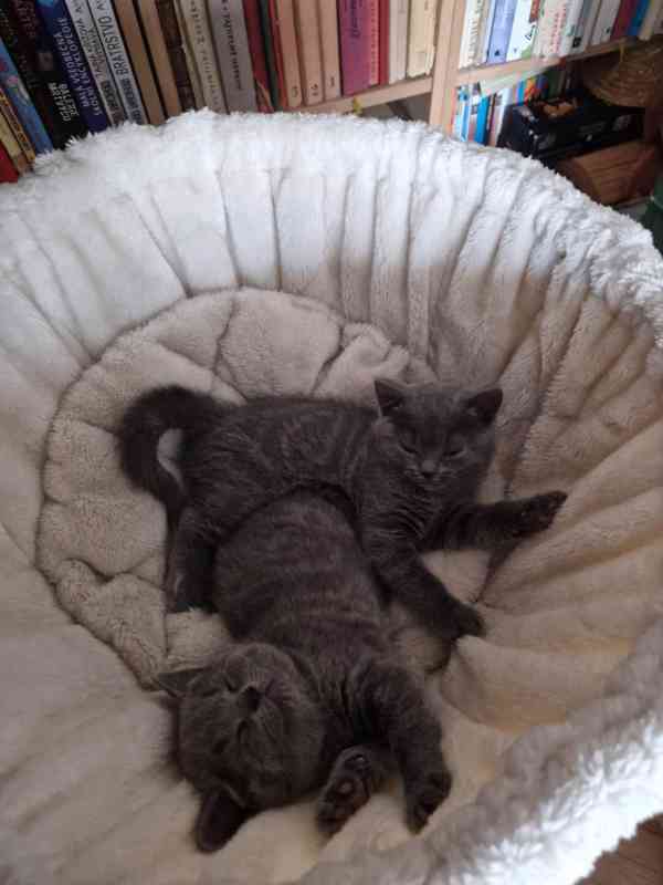 Britská koťátka - foto 13