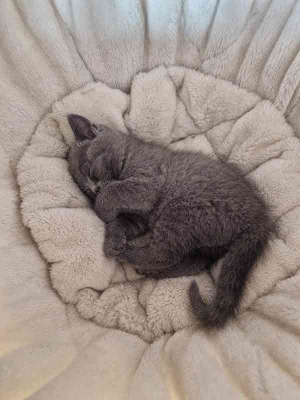 Britská koťátka - foto 10