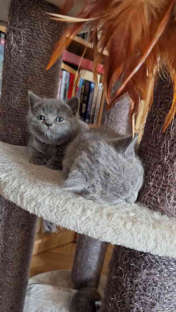 Britská koťátka - foto 18