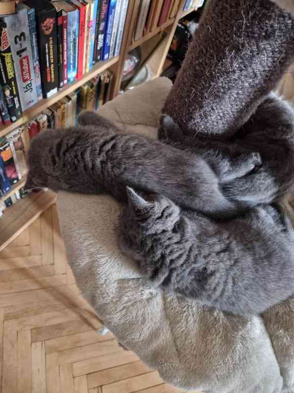 Britská koťátka - foto 9