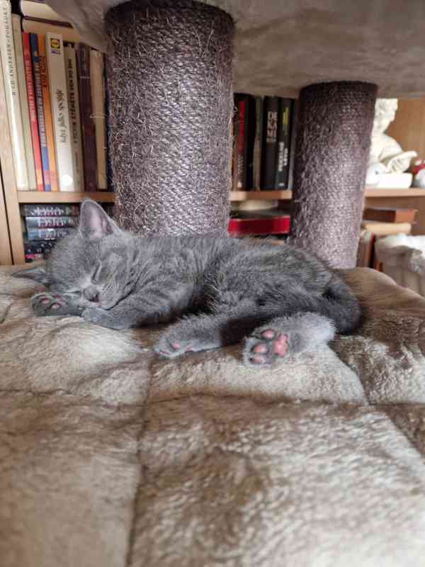 Britská koťátka - foto 20