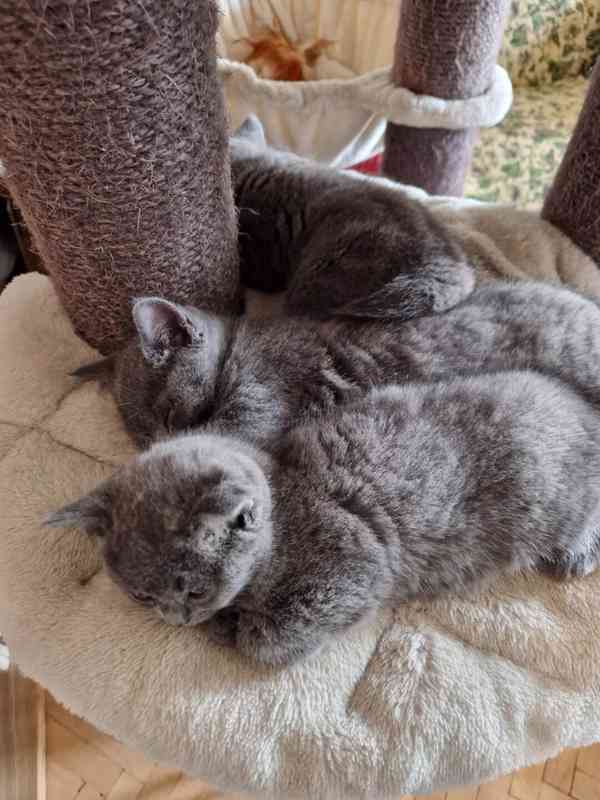 Britská koťátka - foto 4
