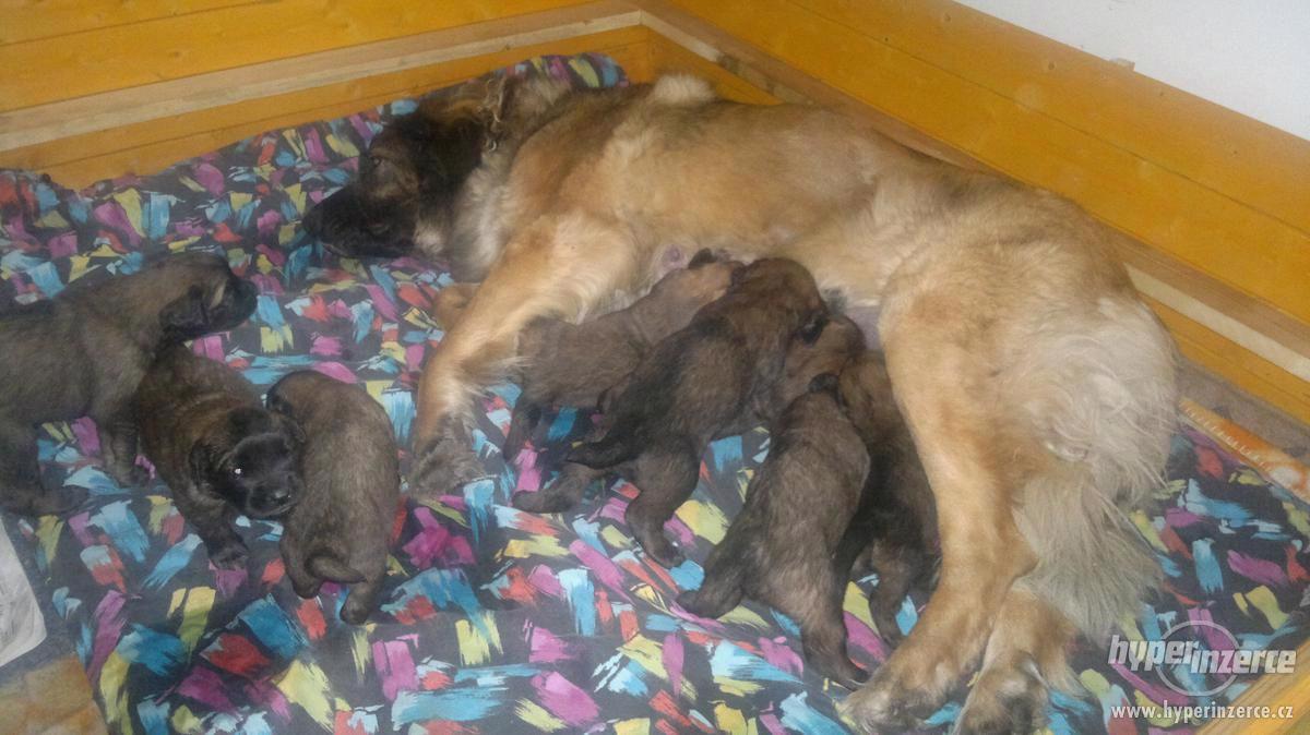Leonberger, prodám štěňata - foto 1