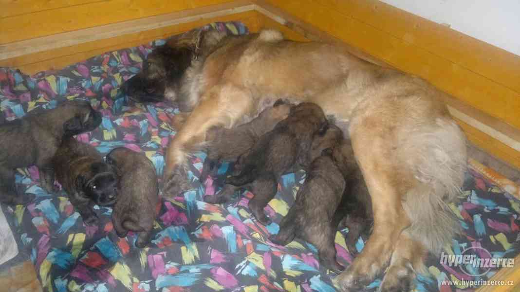 Leonberger, prodám štěňata - foto 1