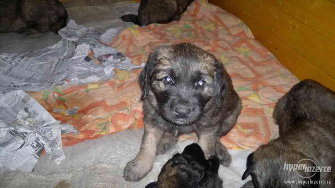 Leonberger, prodám štěňata - foto 2