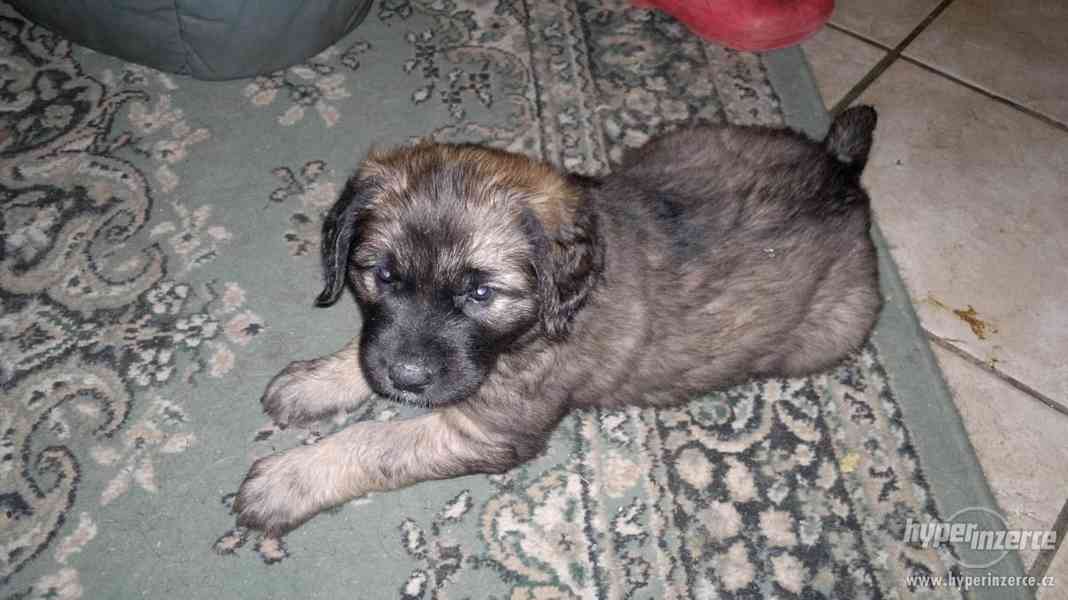 Leonberger, prodám štěňata - foto 3