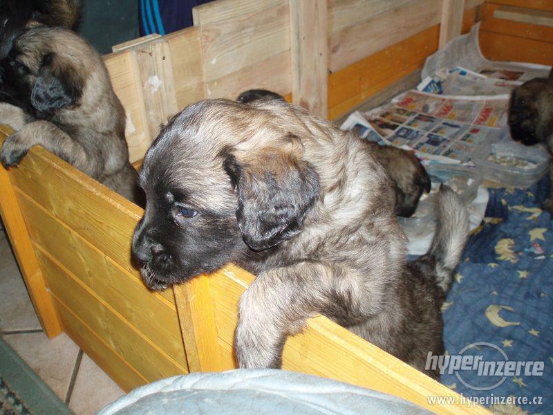 Leonberger, prodám štěňata - foto 4