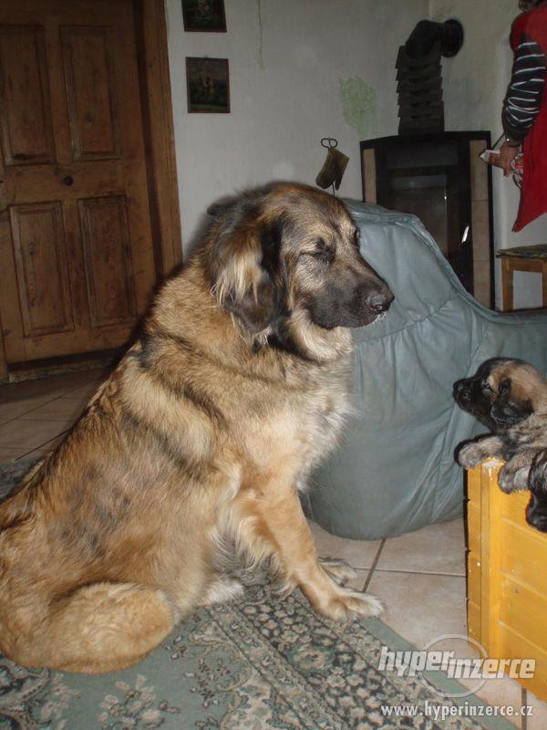 Leonberger, prodám štěňata - foto 6