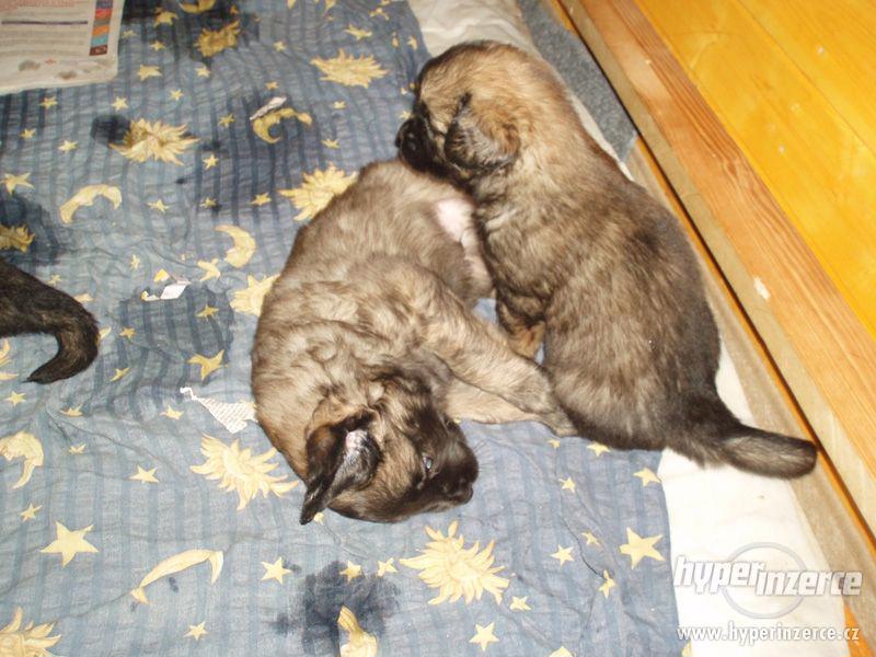 Leonberger, prodám štěňata - foto 7