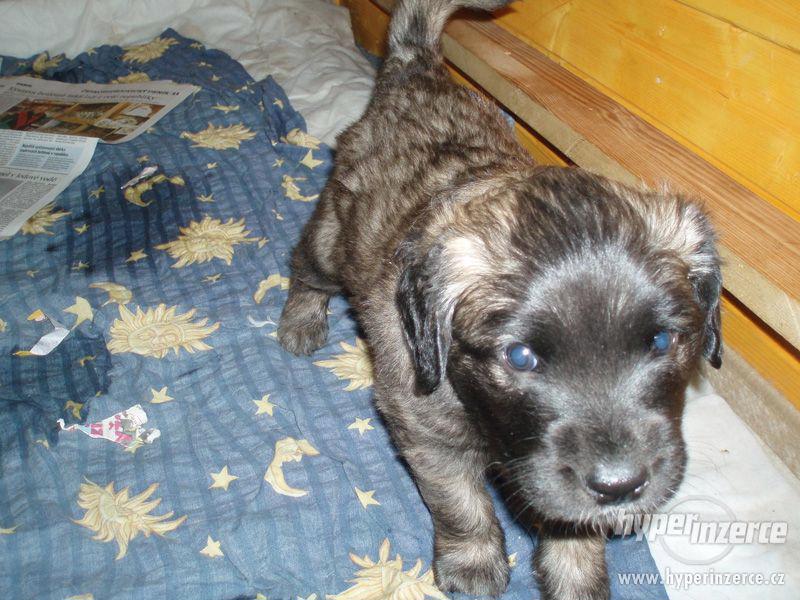 Leonberger, prodám štěňata - foto 8