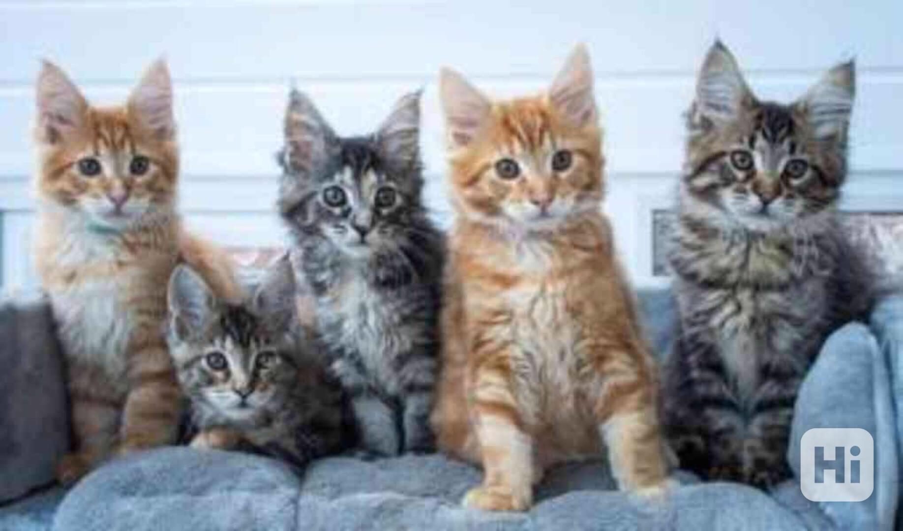 přátelská mainská mývalí koťata  k adopci - foto 1