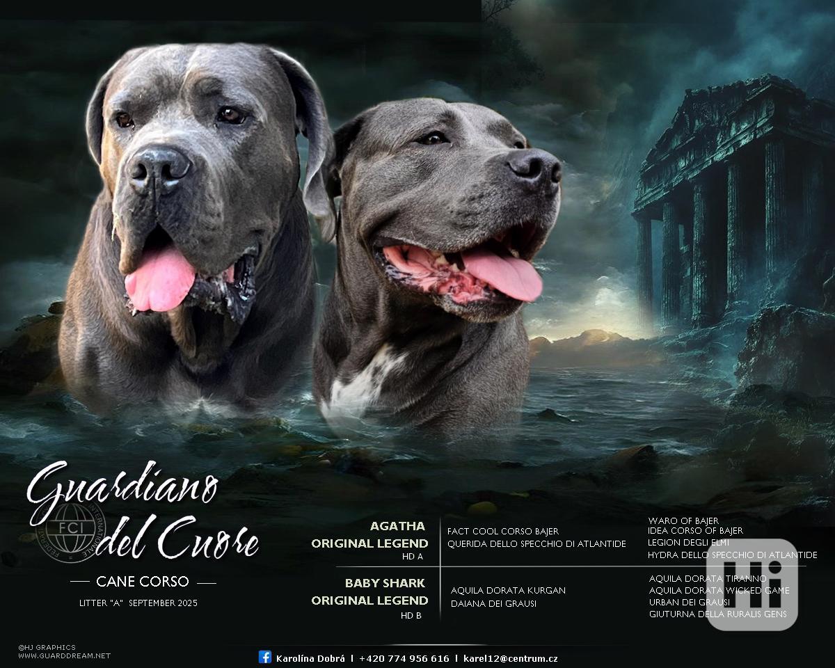 Štěňátka Cane Corso na prodej  - foto 1