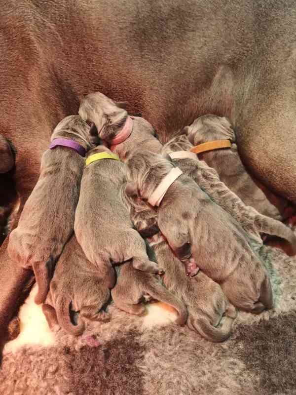 Štěňátka Cane Corso na prodej  - foto 2