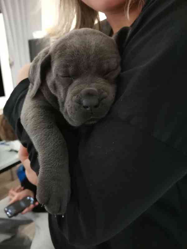 Štěňátka Cane Corso na prodej  - foto 13