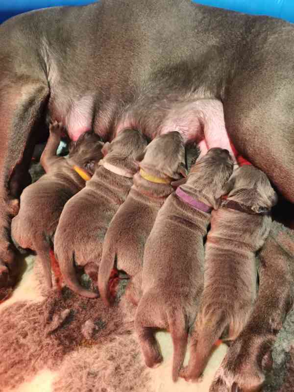 Štěňátka Cane Corso na prodej  - foto 6