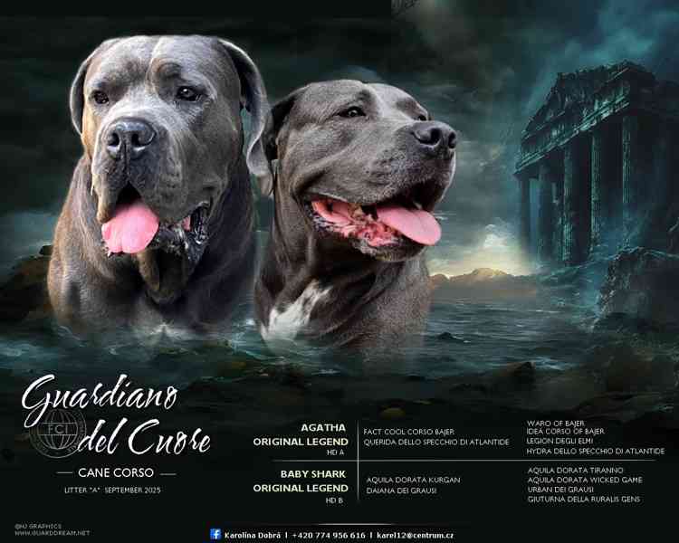 Štěňátka Cane Corso na prodej  - foto 1