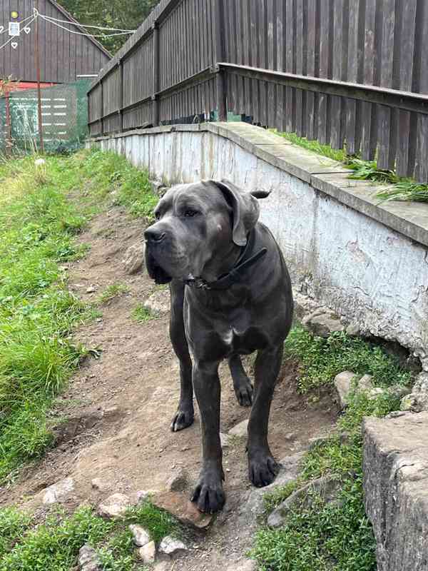 Štěňátka Cane Corso na prodej  - foto 11